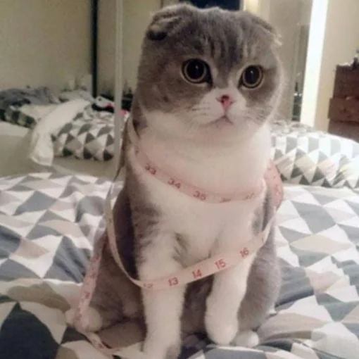 Shop Adorable Opie Cat Brooch Brooches