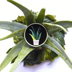 Cheap Soothing Sprigs Brooch Brooches